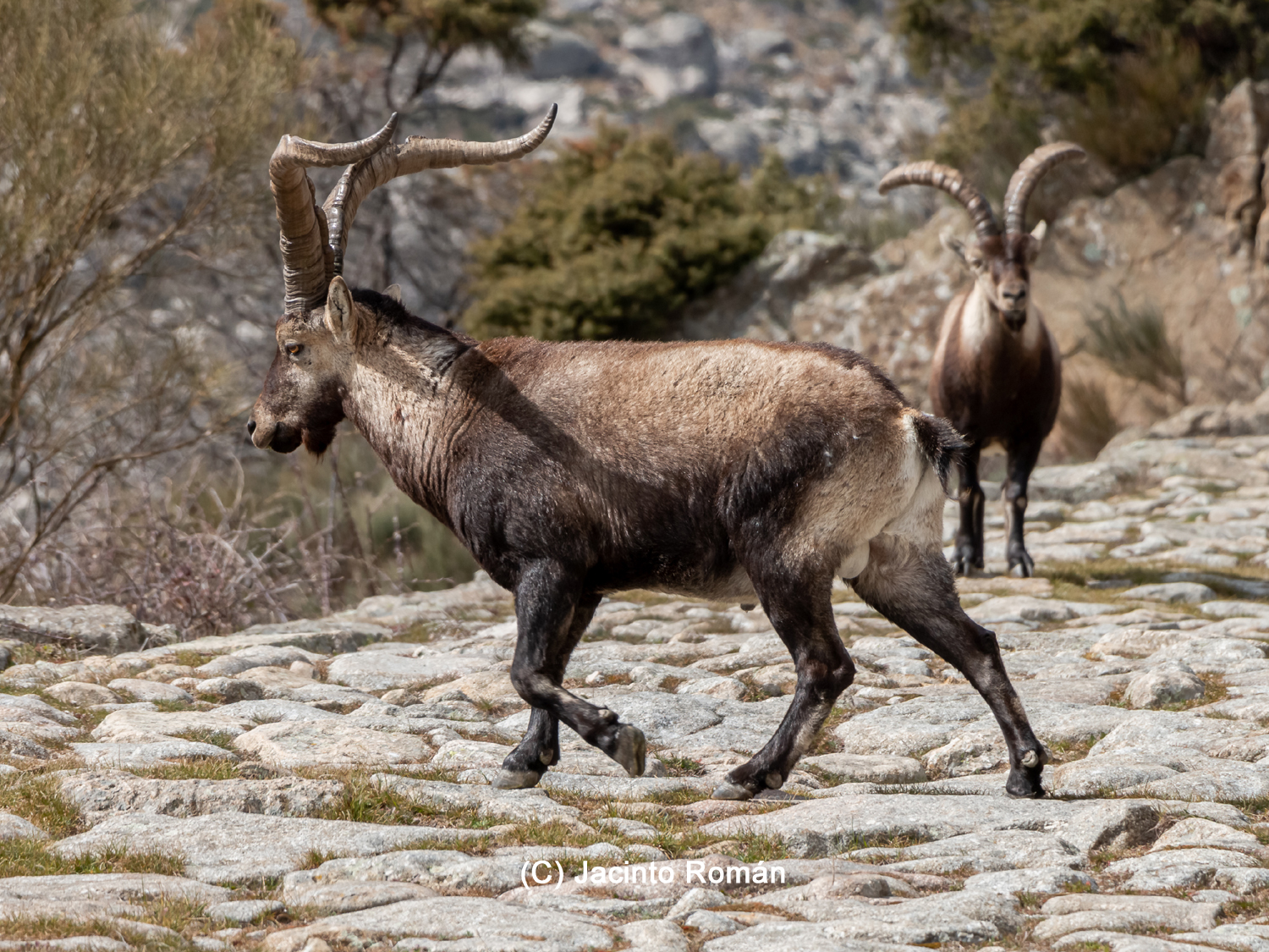 Capra pyrenaica SECEM